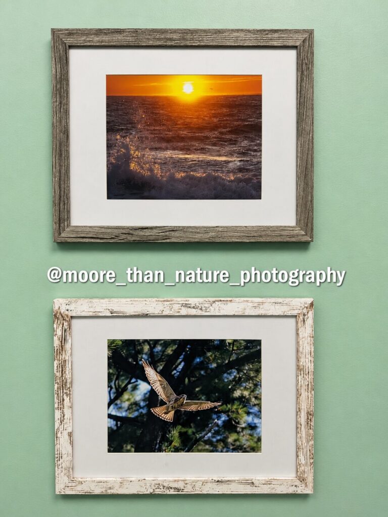 Two framed photographs: the sun setting over breaking waves, and a hawk in flight